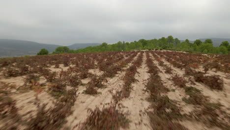 Vista-Aérea-De-Un-Campo-De-Viñedos-En-Una-Colina-En-Un-Día-Nublado,-En-Font-De-La-Figuera,-Valencia,-España