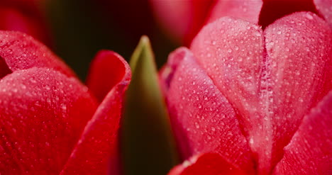 fresh flowers tulips on black background 14