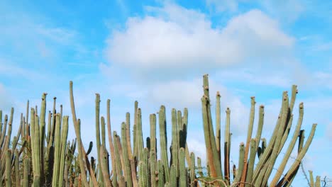 cactus kadushi altos con fondo de cielo azul brillante en las islas abc, caribe