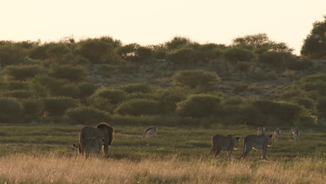 scene of animals in african wildlife safari on savannah during sunset