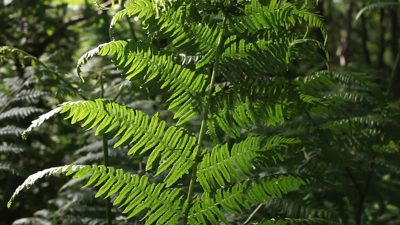 Backlit Bracken fronds, Pteridium aquilinum, Spring. UK