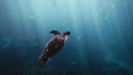 Magical-underwater-experience-with-green-turtle-rising-to-surface-as-sunlight-sparkles-across-back