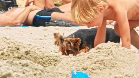 small yorkshire terrier on a sandy beach