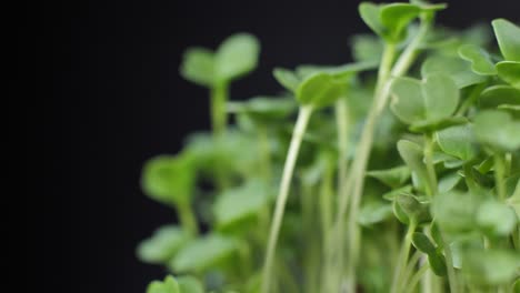 germination of seeds for nutrition. seedlings micro greens