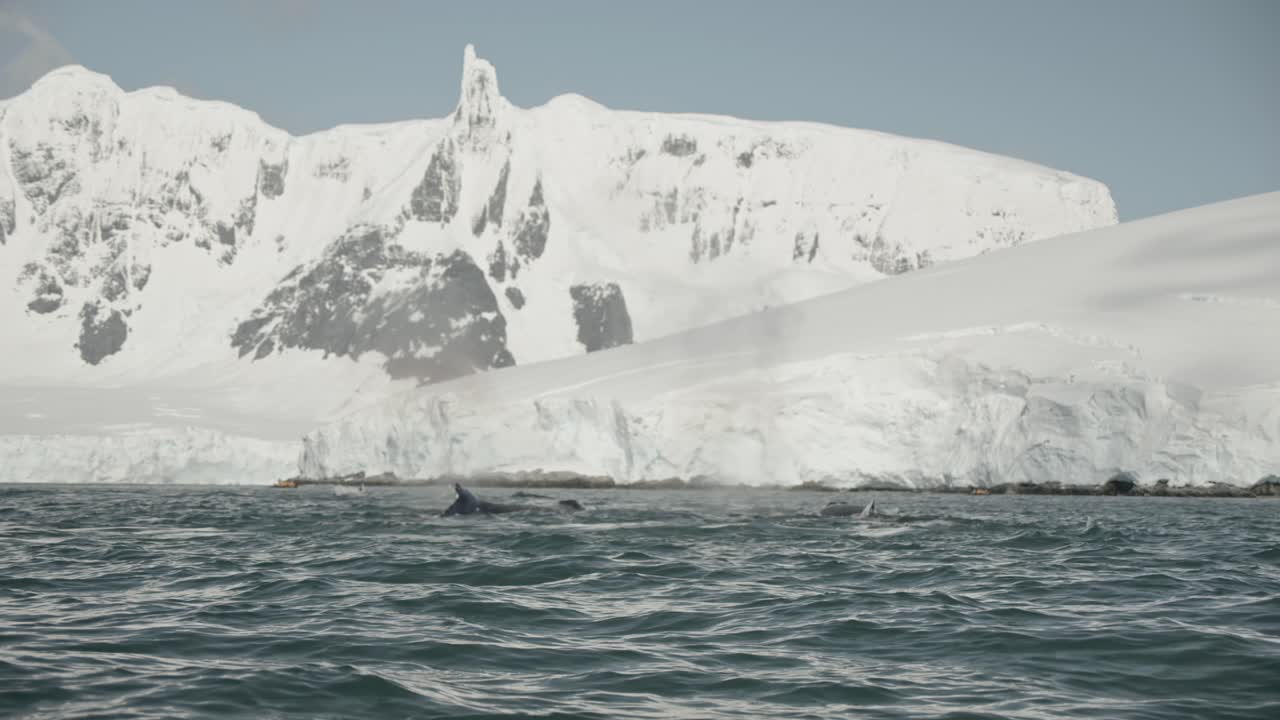 las ballenas respiran y se sumergen justo delante de la cámara, con montañas heladas de fondo