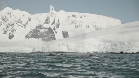 Whales-breathe-and-dive-right-in-front-of-camera,-with-icy-mountains-background