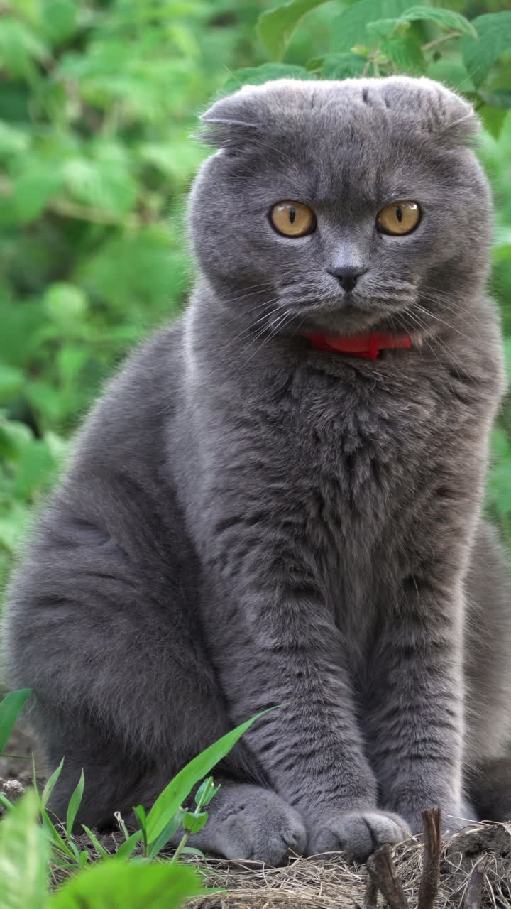 Scottish Fold cat with orange eyes and a red collar looking around in a garden. Vertical