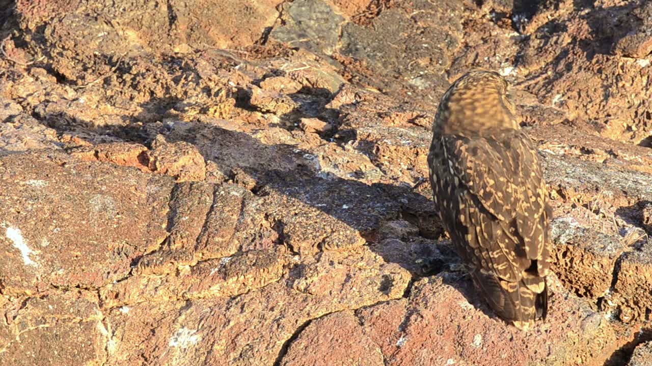 búho endémico de galápagos estirando sus alas en la isla genovesa en el parque nacional galápagos ecuador