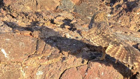 búho endémico de galápagos estirando sus alas en la isla genovesa en el parque nacional galápagos ecuador