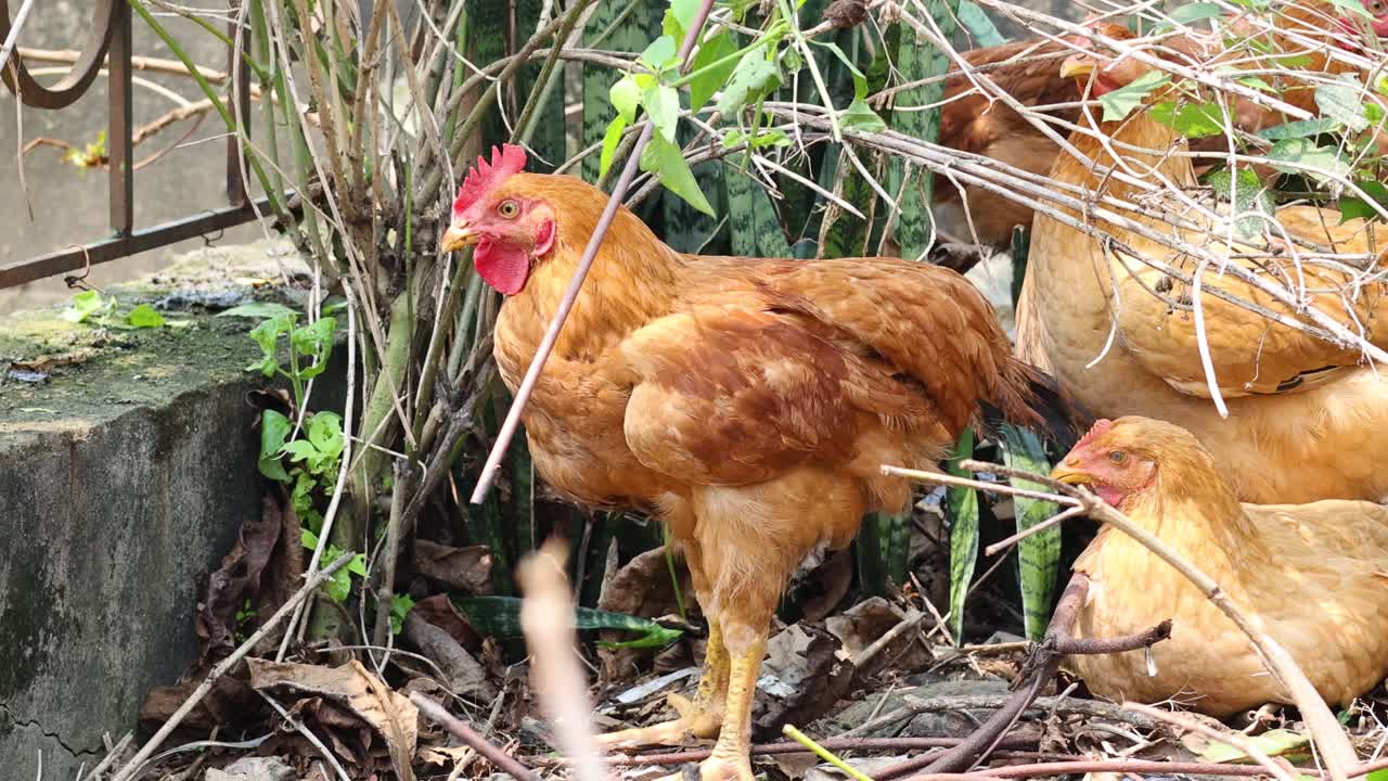 pollos picoteando y moviéndose alrededor en un jardín