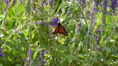 a single monarch butterfly opens its wings twice, shot in slow motion