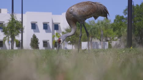 Sandhill-Crane-grazing-in-suburban-grass-yard