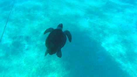 Tortuga-Marina-Nadando-En-Aguas-Azules-De-Arriba-Hacia-Abajo-En-Grecia-Limeni-Peloponeso