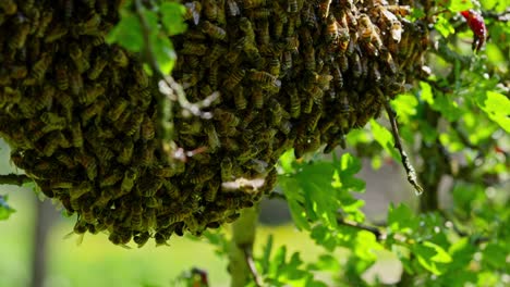 Honigbienenschwarm-Und-Bedeckung-Der-Waben-Auf-Dem-Apfelbaum,-Zeitlupenaufnahmen-Von-Wildtieren-Mit-Copyspace