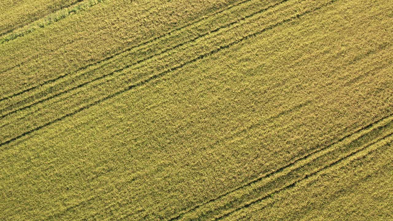 Birds eye view of rice fields North of Italy,Lombardy