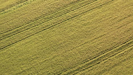 birds eye view of rice fields north of italy,lombardy