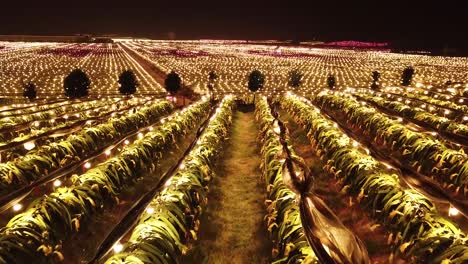 a close-up aerial of a dragon fruit growing farm in long'an county guangxi, china, with orchards and high-tech cultivation lamps illuminating the fruit at night