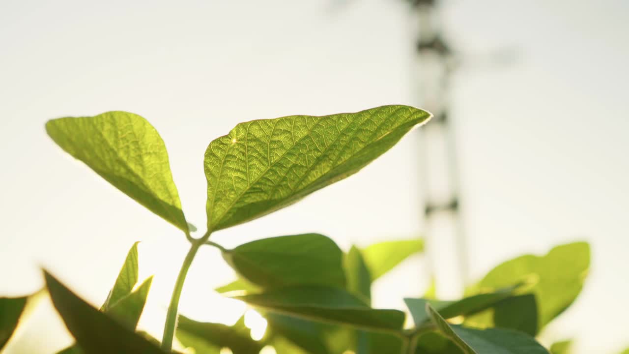 la inclinación de una planta de soja en un campo en santa fe, argentina
