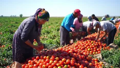 Harvesting Fresh Tomatoes in Abundant Fields: Dedicated Workers Gather Ripe Produce with Care and Skill Under a Clear Blue Sky