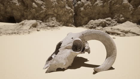 animal skull in a desert landscape