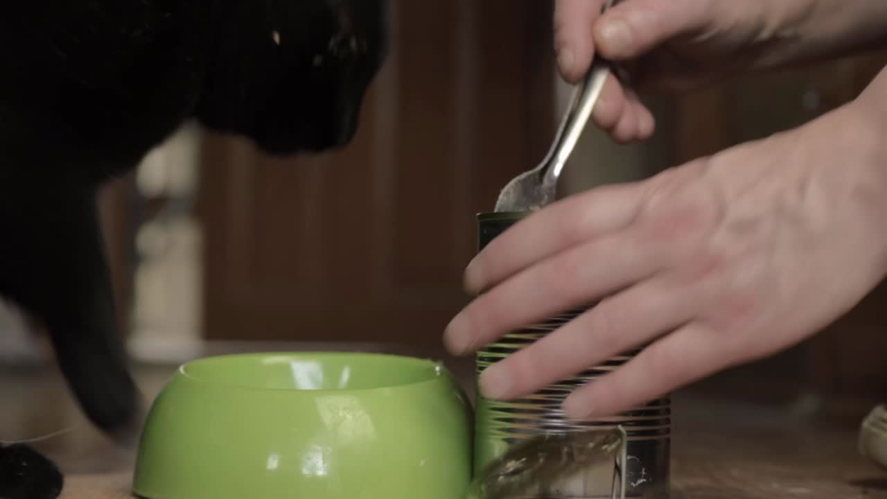 Pet owner feeding black cat canned food close up low shot