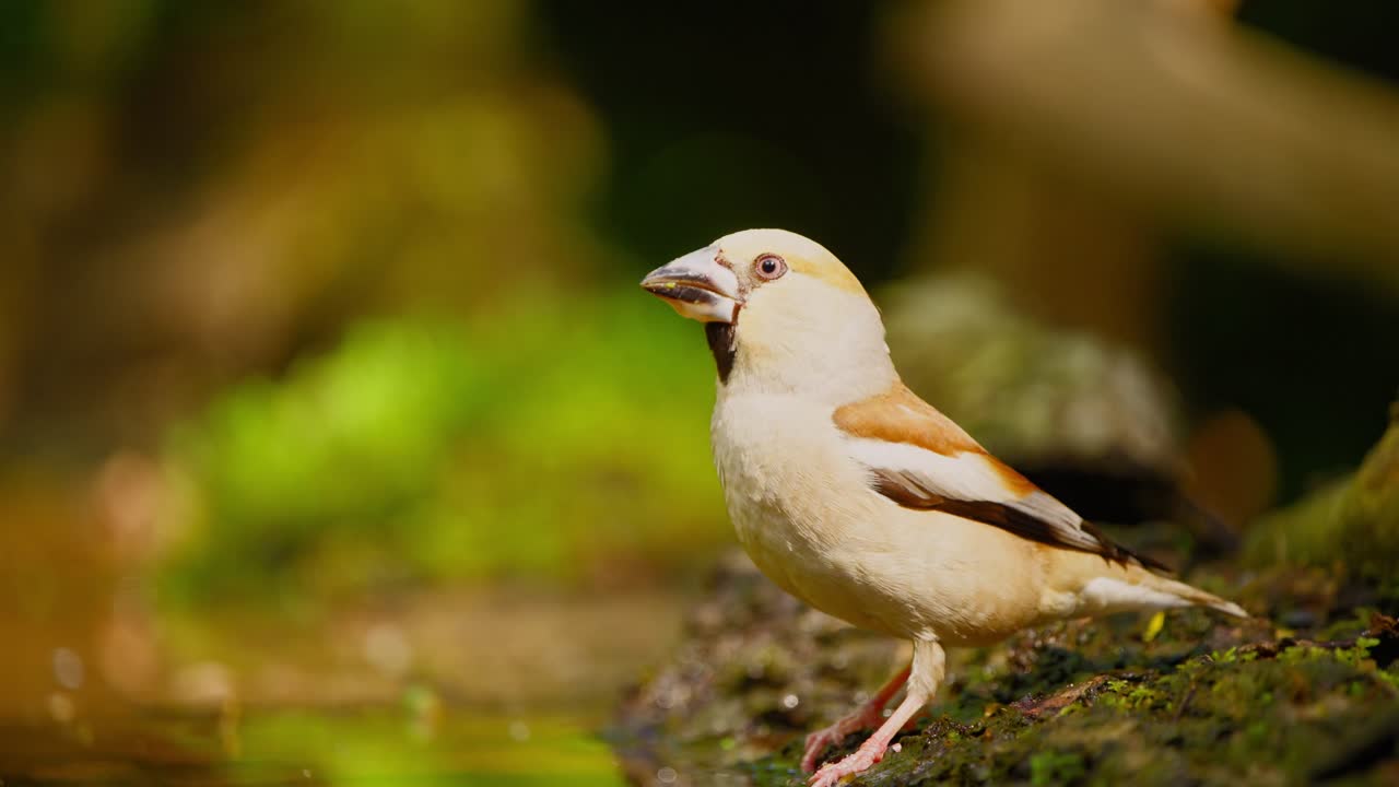 Hawfinch in forest of Friesland Netherlands sideview of bird drinking water and tilting head up