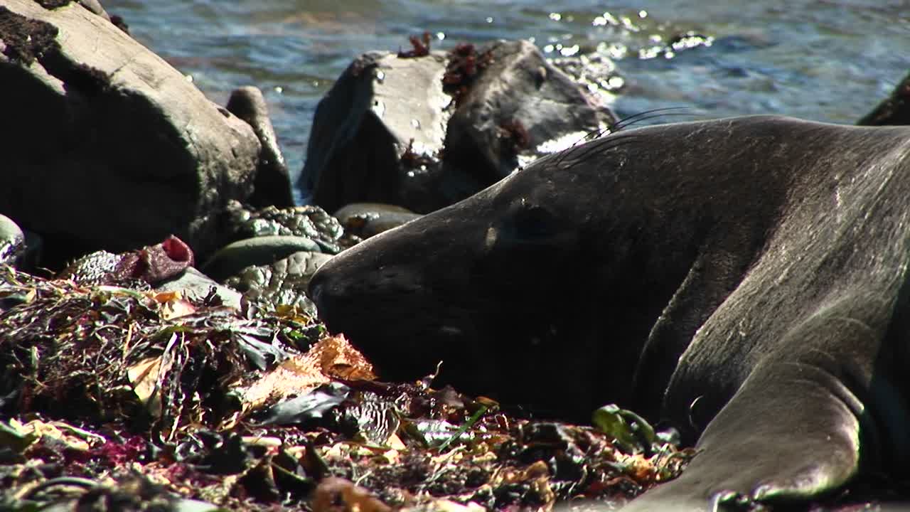 캘리포니아 해변에서 쉬고 있는 점박이 물개 머리의 근접 촬영