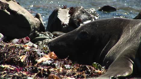 primer plano de la cabeza de una foca descansando en una playa de california