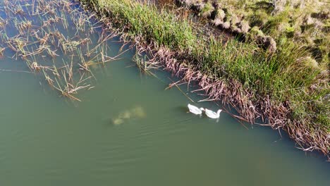 aerial view of two white ducks gliding along the edge of a green pond surrounded by reeds and grass, under natural daylight, with smooth camera movement