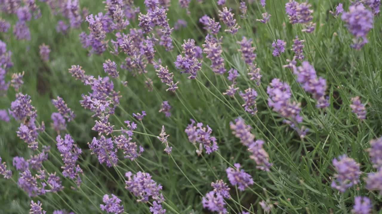 bellissimi fiori di lavanda nel mezzo di un bellissimo parco in italia