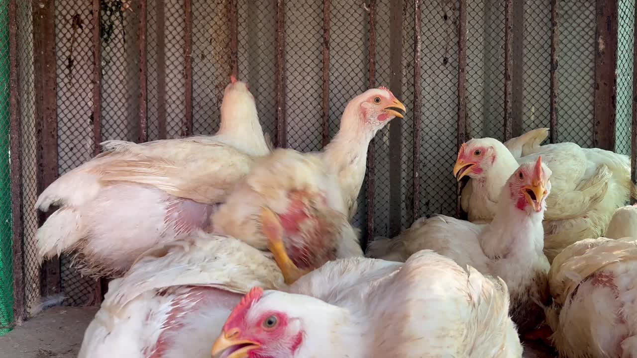 pollos en el gallinero en una granja