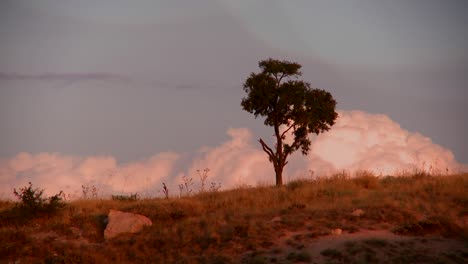 grandes nubes de trueno son el tiempo transcurrido detrás de un árbol