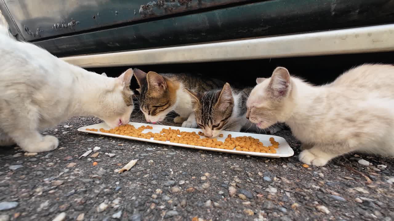 Nahaufnahme einer streunenden Katzenfamilie, die gemeinsam auf einer Straße unter einem geparkten Auto frisst