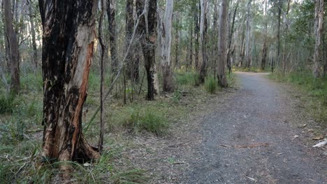 Burnt-tree-trunk-and-forest-trail,-Coombabah-Lake-Conservation-Park,-Gold-Coast,-Queensland