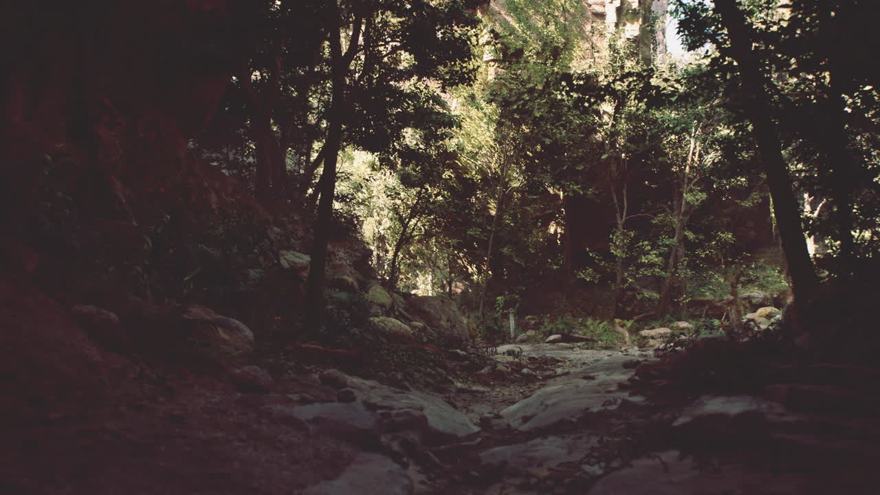 un camino estrecho a través de un bosque