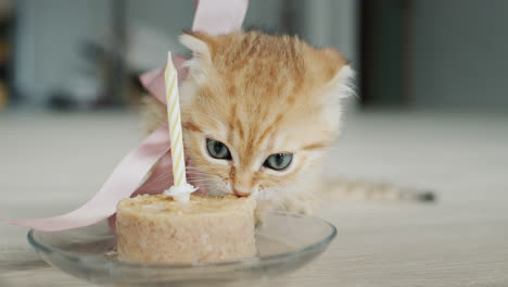 little kitten eats a treat for her birthday