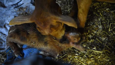 una cabra recién nacida que es de color canela es lamida después de nacer por su madre