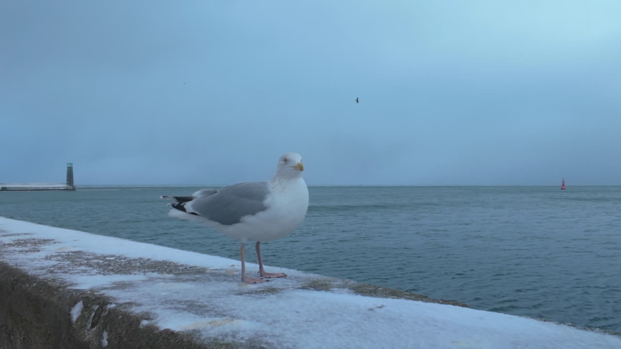 Une mouette solitaire se repose sur une jetée en béton enneigée à Gdynia, en Pologne. La mer Baltique et un phare lointain sont visibles sous un ciel d’hiver froid et couvert.