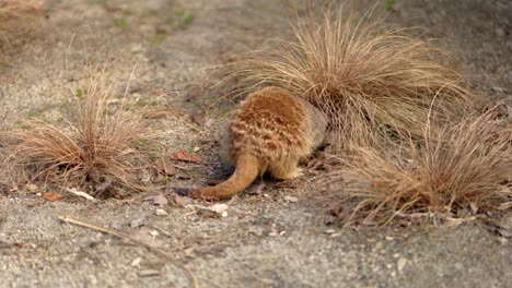 a hungry meerkat searches and digs for food under a tuft of grass