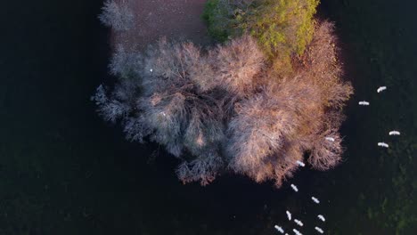 Garcetas-Bueyeras-Blancas-Volando-Para-Posarse-En-Los-árboles-En-Una-Isla,-Sudáfrica