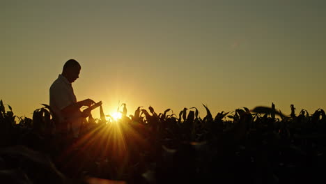 farmer inspecting corn field at sunset