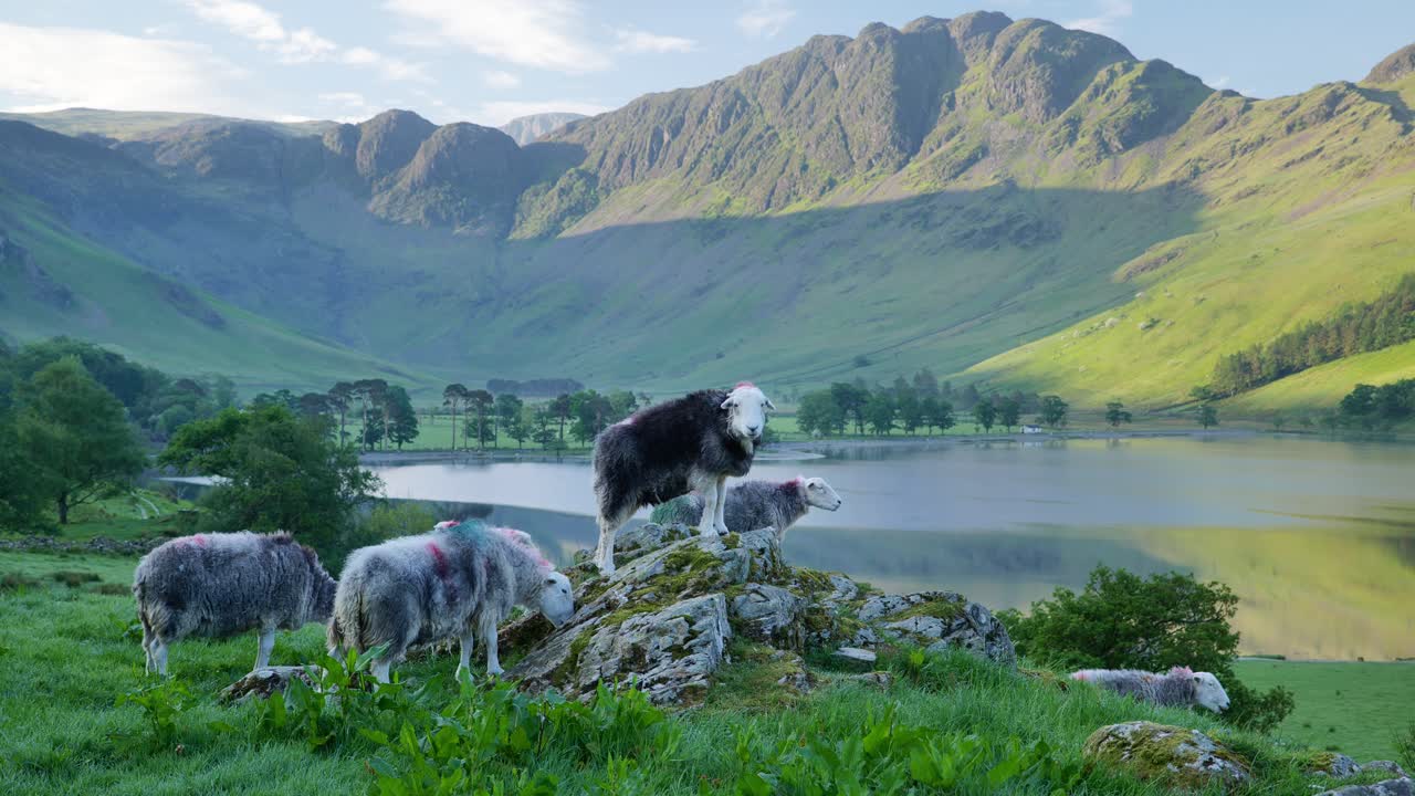 Herdwick Sheep at Buttermere Lake, Cumbria, England.