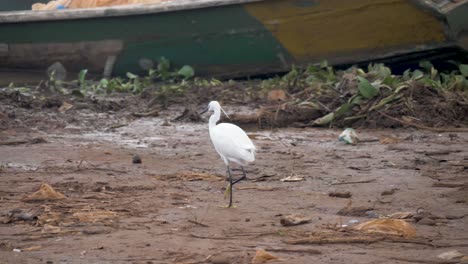 una garza blanca caminando en el barro a lo largo de las orillas del lago victoria con un barco de pesca de madera tradicional en el fondo