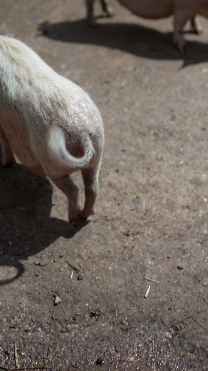 작은  돼지 야외