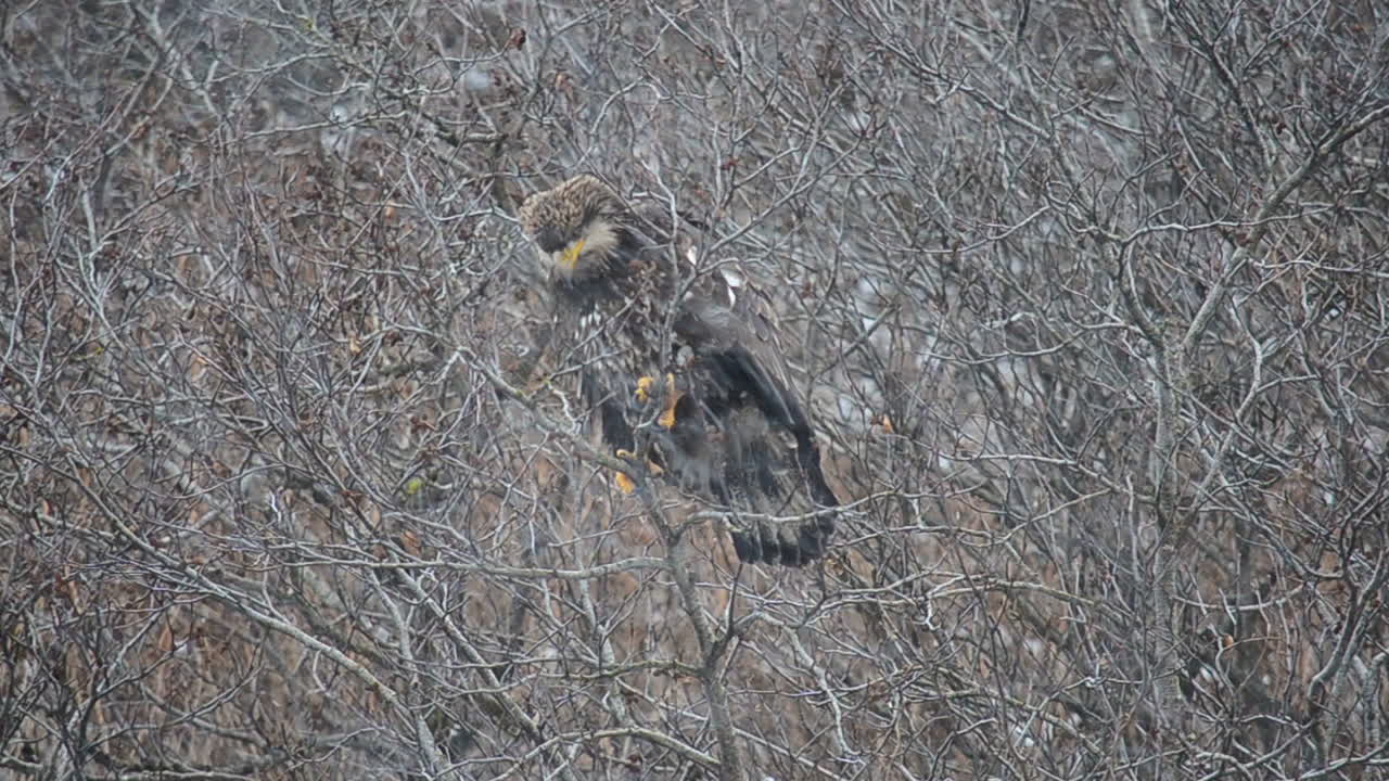 un águila calva juvenil se sienta en los alisos de la isla kodiak alaska durante una tormenta de nieve invernal