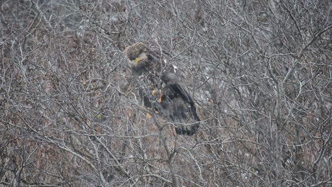 a juvenile bald eagle sits in the think alder trees of kodiak island alaska during a winter snow storm