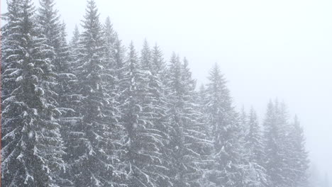 Copas-De-Los-árboles-De-Coníferas-Durante-Las-Nevadas.-Estático,-Lento