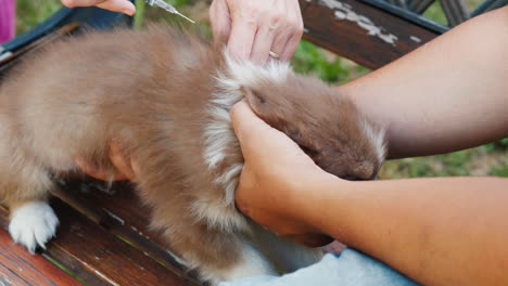 veterinarian with assistant vaccinate puppy