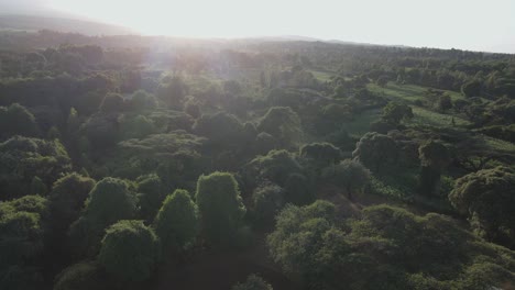 Sunset-over-lush-green-tropical-forest-at-footstep-of-Mount-Kilimanjaro,-Kenya,-Africa,-aerial-view