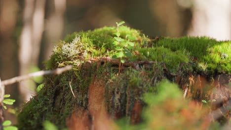 sunlight filters through the forest canopy and shines on the moss-covered tree stump, creating an enchanting scene